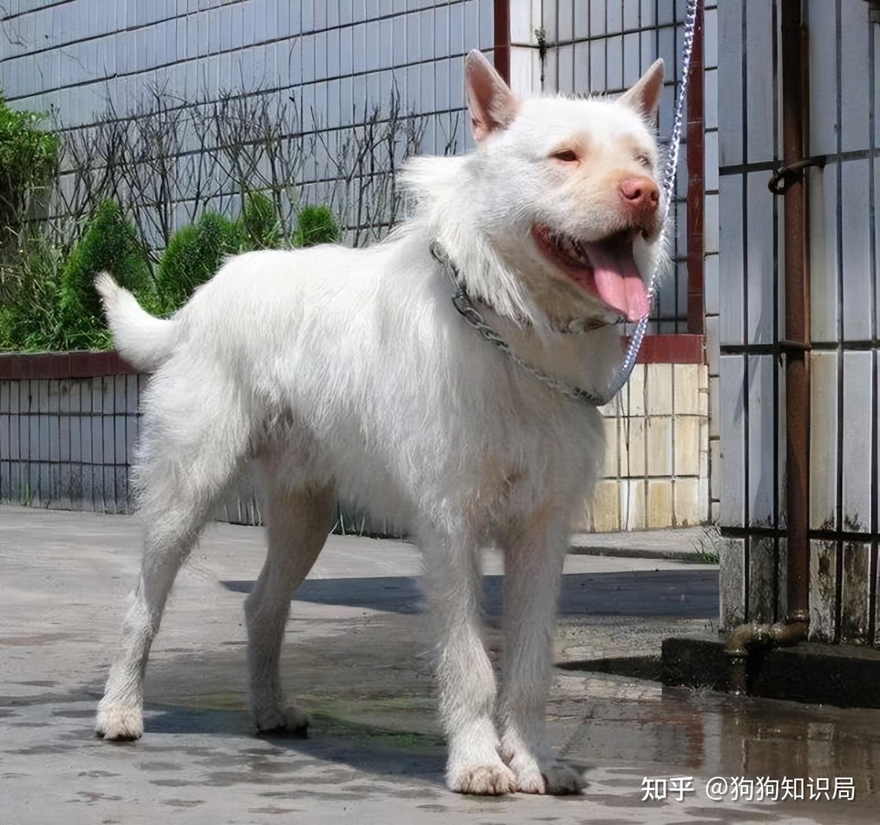 下司犬最新出售信息，轻松启程的自然美景探索之旅