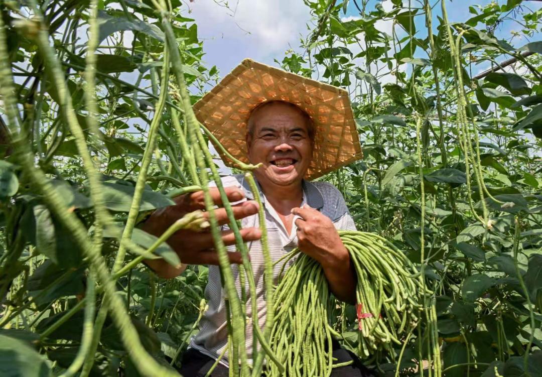 河南干辣椒